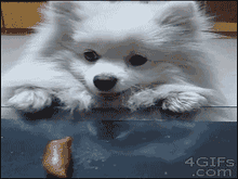 A puppy peering over a table at a sausage